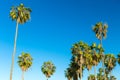 Palm trees over sky at venice beach, california Royalty Free Stock Photo