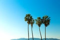 Palm trees over sky at venice beach, california Royalty Free Stock Photo