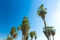 Palm trees over sky at venice beach, california Royalty Free Stock Photo