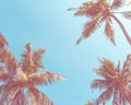 Nature, summer holidays, vacation concept - summer clear blue sky and tropical coconut palm trees. Bottom view. Royalty Free Stock Photo