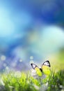 Nature summer meadow bright flower in green grass background. Blue sky and butterfly