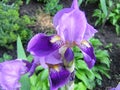 Blooming beautiful garden plant flower iris with lilac petals Royalty Free Stock Photo