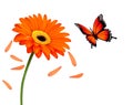 Nature summer orange flower with butterfly.
