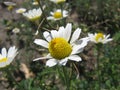 Sflowering field chamomiles growing in a meadow