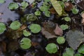 Nature summer river. Beautiful nature by the river on a sunny summer day.A frog in the river. Green frog