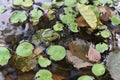 Nature summer river. Beautiful nature by the river on a sunny summer day.A frog in the river. Green frog