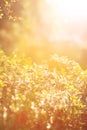 Nature summer spring blurred background for design with plants in sunlight Royalty Free Stock Photo