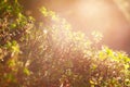 Nature summer spring blurred background for design with plants in sunlight Royalty Free Stock Photo