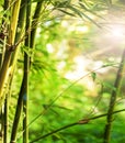 Nature, sun and bamboo plant in forest for natural environment, ecosystem and plant background. Earth, sustainability Royalty Free Stock Photo