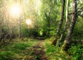 Nature, sun and path in forest with trees, peace and calm for wellness, mindfulness and light. Countryside, woods and Royalty Free Stock Photo