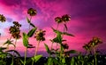 Nature sun set evening evening mood sky flower Royalty Free Stock Photo