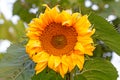 Nature Sunflower Royalty Free Stock Photo