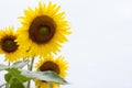 Nature Sunflower under white sky. Royalty Free Stock Photo