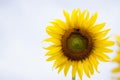 Nature Sunflower under white sky. Royalty Free Stock Photo