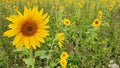 Nature Sunflowers in Bavaria