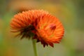 Nature on a Sunny day. Plants, flowers and Sunny atmosphere.