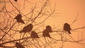 Nature sunset crows flock of birds sitting on the tree cold winter
