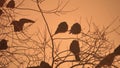 Nature sunset crows flock of birds sitting on the tree winter cold