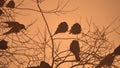 Nature sunset crows flock of birds sitting on the tree winter cold