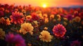 nature sunset flowers Royalty Free Stock Photo