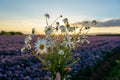 Nature and the sunset on the wild fields with a wildflower bouquet with camomile