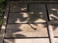 A lizard in the middle of the city of Turin in Northern Italy