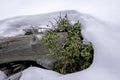 Nature surviving the winter with snow