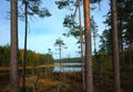 Nature of Sweden in autumn, Pine tree trunks Royalty Free Stock Photo