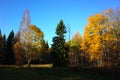 Nature of Sweden in autumn, Trees with yellow foliage Royalty Free Stock Photo