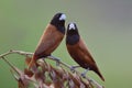 nature in sweet moment, pair of chestnut or black-headed munia perching closely on top dried branch Royalty Free Stock Photo