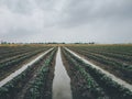 Nature of sweet potatoes plantation, yam farming Royalty Free Stock Photo