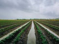 Nature of sweet potatoes plantation, yam farming Royalty Free Stock Photo