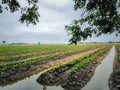 Nature of sweet potatoes plantation, yam farming Royalty Free Stock Photo