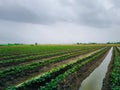 Nature of sweet potatoes plantation, yam farming Royalty Free Stock Photo