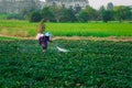 Nature of sweet potatoes plantation, yam farming Royalty Free Stock Photo