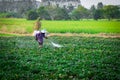 Nature of sweet potatoes plantation, yam farming Royalty Free Stock Photo