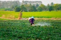 Nature of sweet potatoes plantation, yam farming Royalty Free Stock Photo