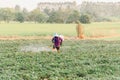 Nature of sweet potatoes plantation, yam farming Royalty Free Stock Photo