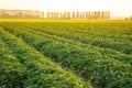 Nature of sweet potatoes plantation, yam farming Royalty Free Stock Photo