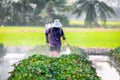 Nature of sweet potatoes plantation, yam farming Royalty Free Stock Photo