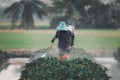 Nature of sweet potatoes plantation, yam farming Royalty Free Stock Photo