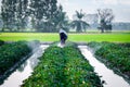 Nature of sweet potatoes plantation, yam farming Royalty Free Stock Photo