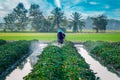 Nature of sweet potatoes plantation, yam farming Royalty Free Stock Photo