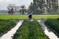 Nature of sweet potatoes plantation, yam farming Royalty Free Stock Photo