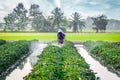 Nature of sweet potatoes plantation, yam farming Royalty Free Stock Photo