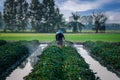 Nature of sweet potatoes plantation, yam farming Royalty Free Stock Photo