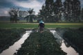 Nature of sweet potatoes plantation, yam farming Royalty Free Stock Photo