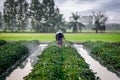 Nature of sweet potatoes plantation, yam farming Royalty Free Stock Photo