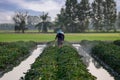 Nature of sweet potatoes plantation, yam farming Royalty Free Stock Photo