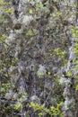 Nature symbiosis with bushy lichen and tree, good air quality Royalty Free Stock Photo